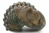 Large, Enrolled Pedinopariops Trilobite - About Long #363266-2